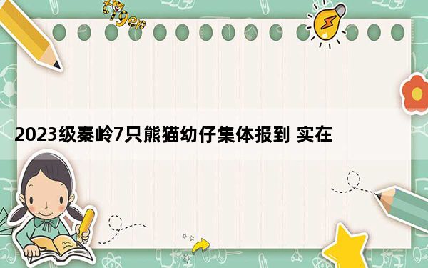 2023级秦岭7只熊猫幼仔集体报到 实在太可爱了